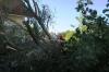 Baum05